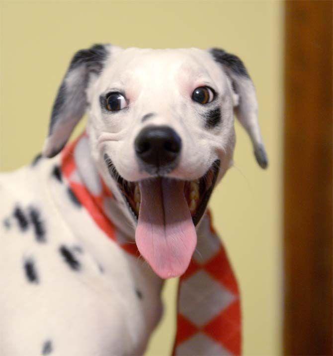 The LSU vet school library will be hosting an event, organized by Dana Romano with her dog Mia, where students and faculty can bring their animals to take pictures with Santa.