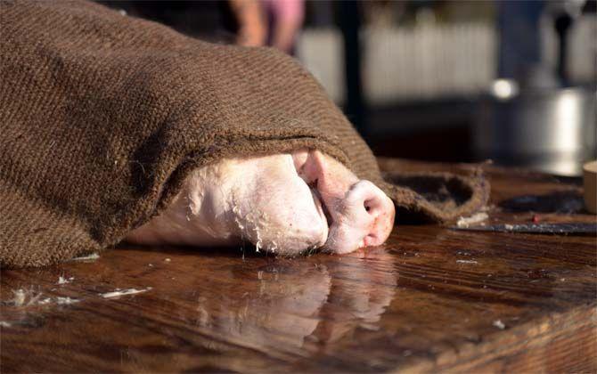 The snout of a slaughtered pig pokes out from under burlap sacks Sunday, November 30, 2014 at La Boucherie Merci in Vermillionville, La.