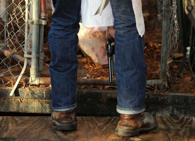 Toby Rodriguez lures a pig with food before shooting it Sunday, November 30, 2014 at La Boucherie Merci in Vermillionville, La.