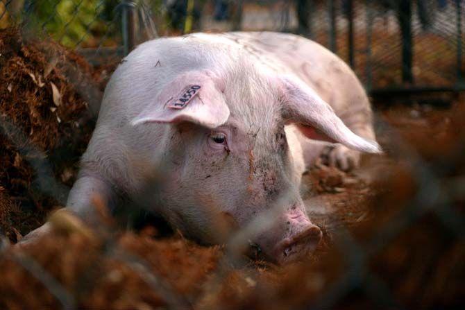 The pig used to cater La Boucherie Merci Sunday, November 30, 2014 in Vermillionville, La.