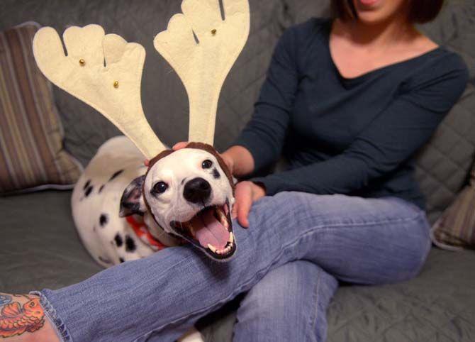 The LSU vet school library will be hosting an event, organized by Dana Romano with her dog Mia, where students and faculty can bring their animals to take pictures with Santa.