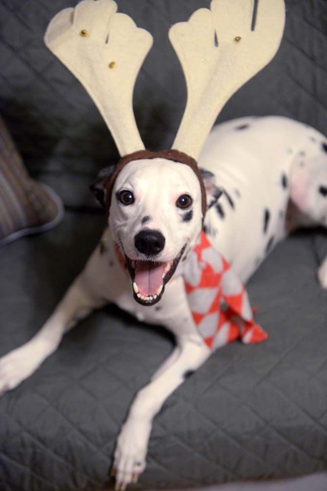 The LSU vet school library will be hosting an event, organized by Dana Romano with her dog Mia, where students and faculty can bring their animals to take pictures with Santa.