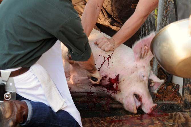 Toby Rodriguez and members of Lache Pas slaughter a pig Sunday, November 30, 2014 at La Boucherie Merci in Vermillionville, La.