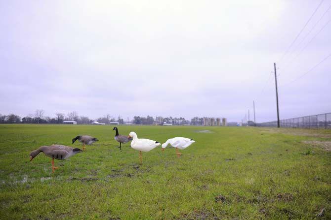 University student introduces new technology to hunting industry