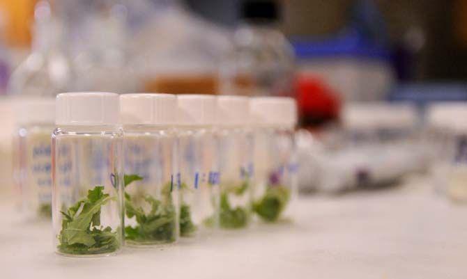 LSU Chemical engineering junior Kurt Ristroph uses soy bean leaves for research on Tuesday, Jan. 27, 2015 in the Dorian Laboratories.