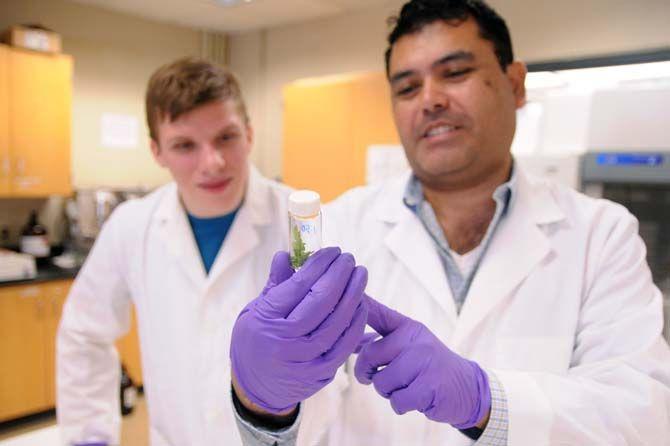 Undergraduate learns research ropes through nanotechnology