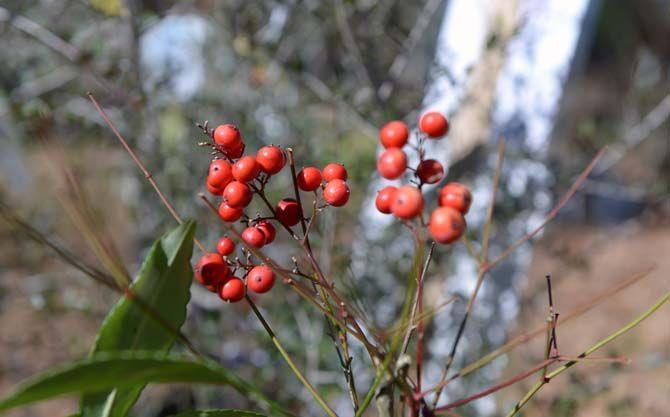 Annual symposium to discuss history in gardening