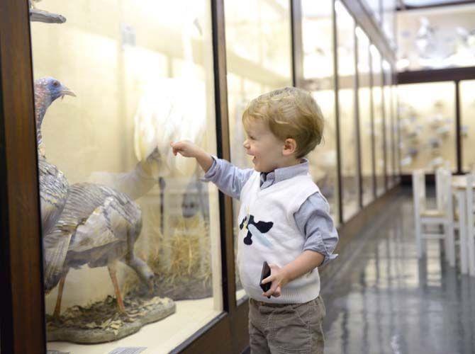 A young boy enjoys the bird exhibit on Monday, Jan. 12, 2015, at LSU Museum of Natural Science.