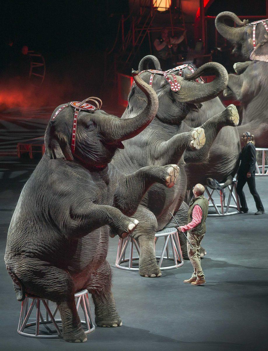 In this Jan. 3, 2015 photo provided by Feld Entertainment Inc., elephants perform at the Ringling Bros. and Barnum &amp; Bailey Circus, at the Amalie Arena in Tampa, Fla. The Ringling Bros. and Barnum &amp; Bailey Circus said it will phase out its iconic elephant acts by 2018. (AP Photo/Feld Entertainment Inc., Gary Bogdon)