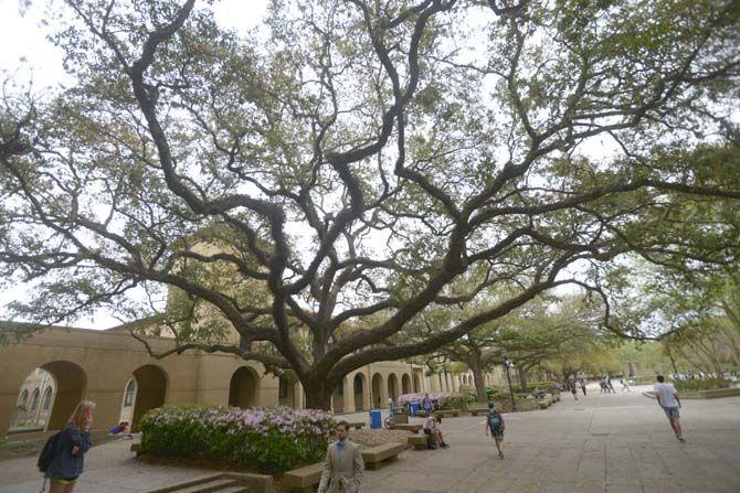 LSU Trees.