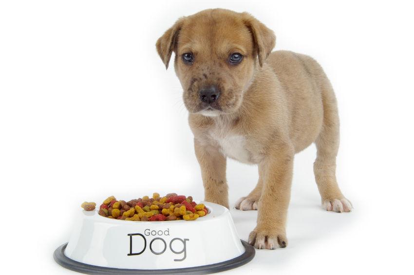 Best Dog Foods for Fraternity Hazing - The Funyon