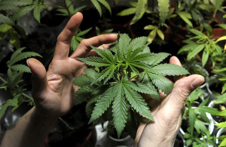 A marijuana grower shows plants he is growing with some friends in Montevideo, Uruguay,Wednesday, Nov. 14, 2012. Uruguayans used to call their country the Switzerland of Latin America, but its faded grey capital seems a bit more like Amsterdam now that its congress has legalized abortion and is drawing up plans to sell government-grown marijuana. (AP Photo/Matilde Campodonico)