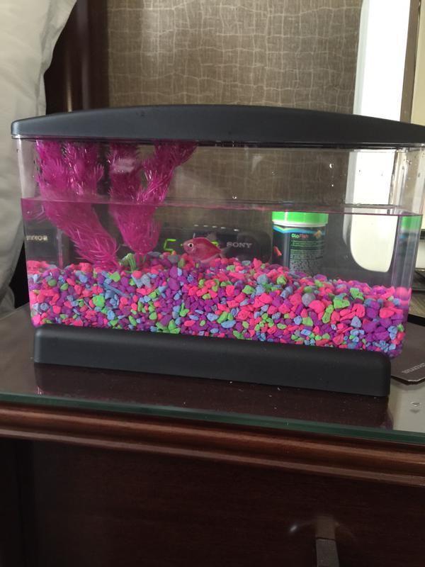 Meet 'Juanita,' LSU softball's rally fish