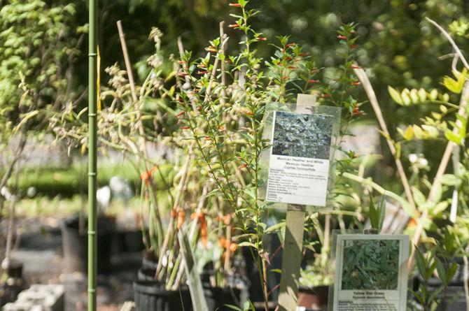 LSU Hilltop Arboretum honored with national designation