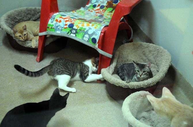 Cat Haven offers pet companionship to adopters, volunteers