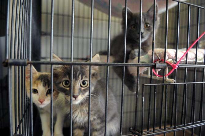 Cat Haven offers pet companionship to adopters, volunteers