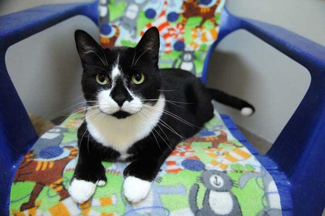 Mamba is a cat that has thumbs and is waiting to be adopted from Cat Haven.