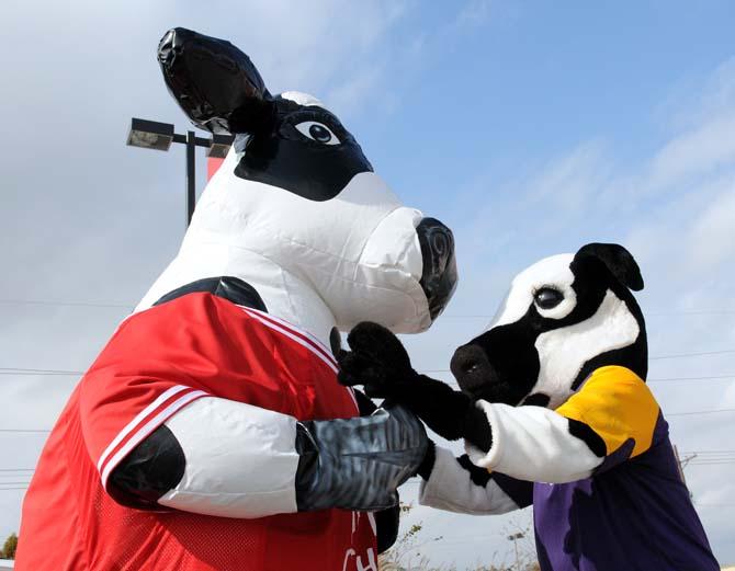 Chick-fil-A cows dance together December 15 during LSU Spirit Day at Chick-fil-A on College Drive. The event was held in anticipation of the LSU Tiger's appearence in the Chick-fil-A Bowl in Atlanta on December 31.