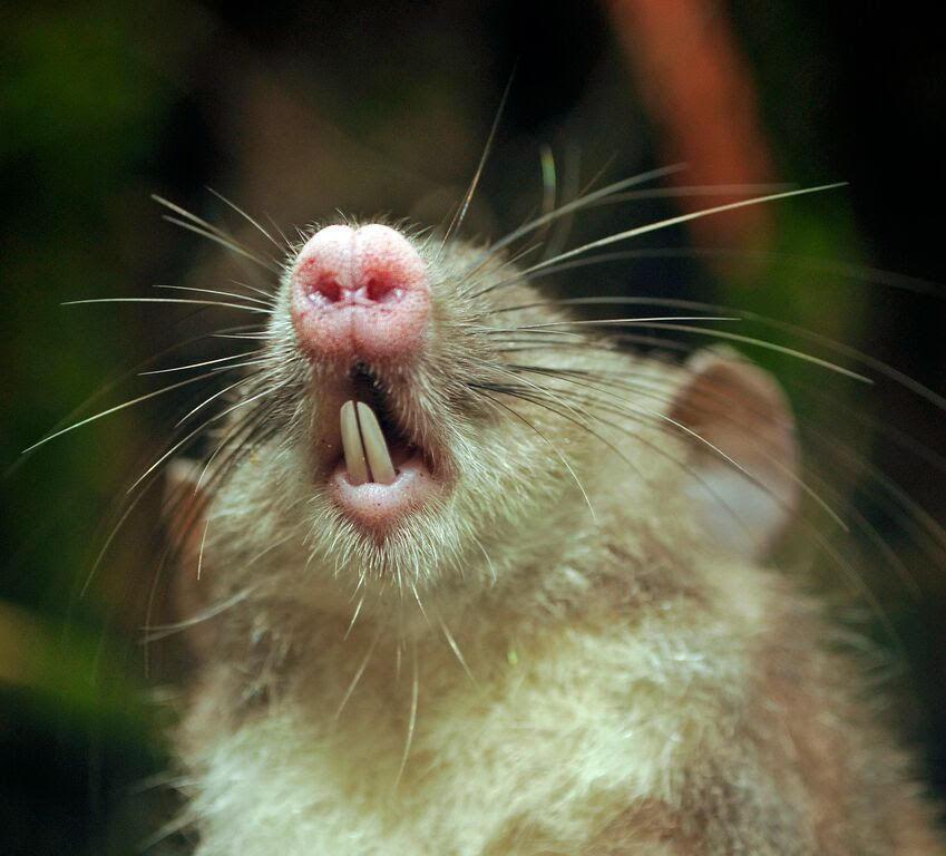 Museum of Natural Science curator discovers new species of rat on island