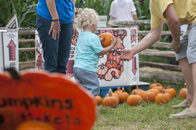 LSU Burden Museum and Gardens cultivates fun at annual corn maze