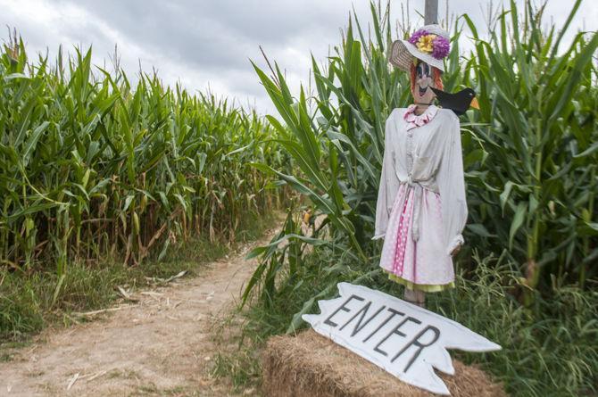 LSU Burden Museum and Gardens cultivates fun at annual corn maze