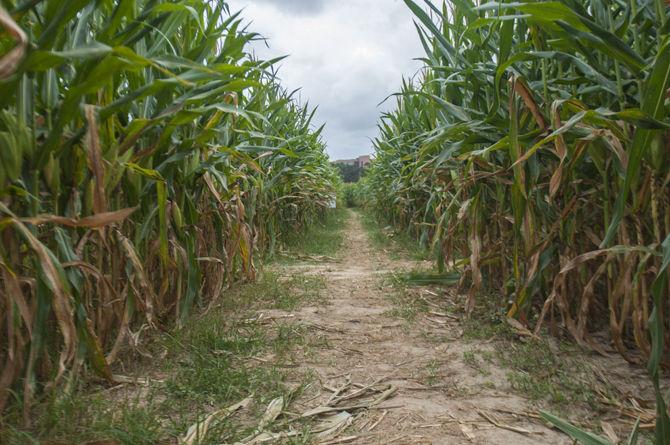 LSU Burden Museum and Gardens cultivates fun at annual corn maze