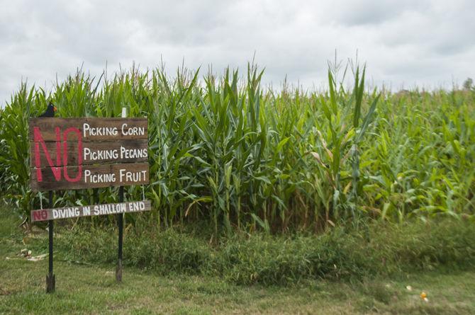 LSU Burden Museum and Gardens cultivates fun at annual corn maze