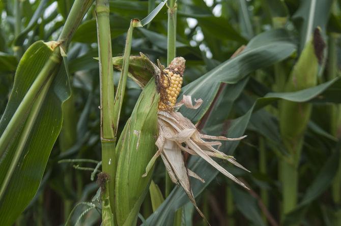 LSU Burden Museum and Gardens cultivates fun at annual corn maze