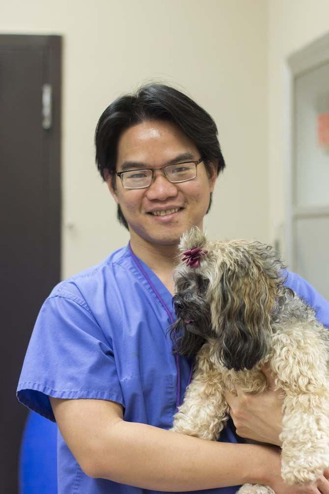 LSU School of Veterinary Medicine builds up integrative medicine program with acupuncture treatments