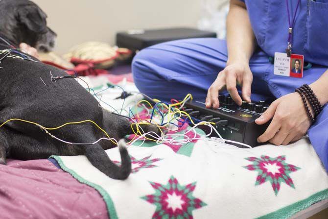 LSU School of Veterinary Medicine builds up integrative medicine program with acupuncture treatments