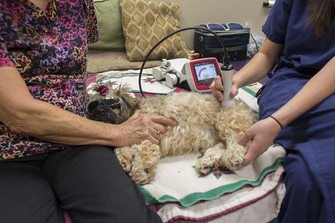 LSU School of Veterinary Medicine builds up integrative medicine program with acupuncture treatments