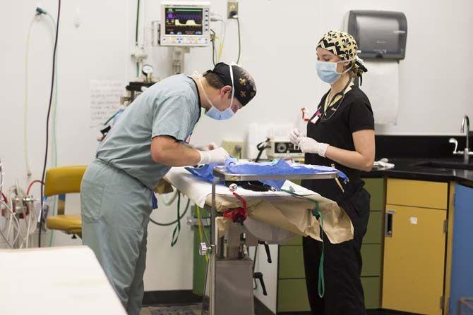 Cat Haven partners with LSU Vet School for annual Spay Day