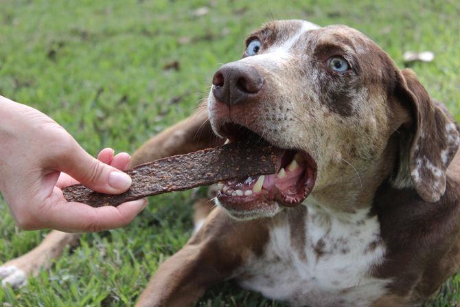 Marsh Dog Co-Founder Veni Harlan feeds one of her dogs Marsh Dog Bark made of 100 percent wild Nutria.