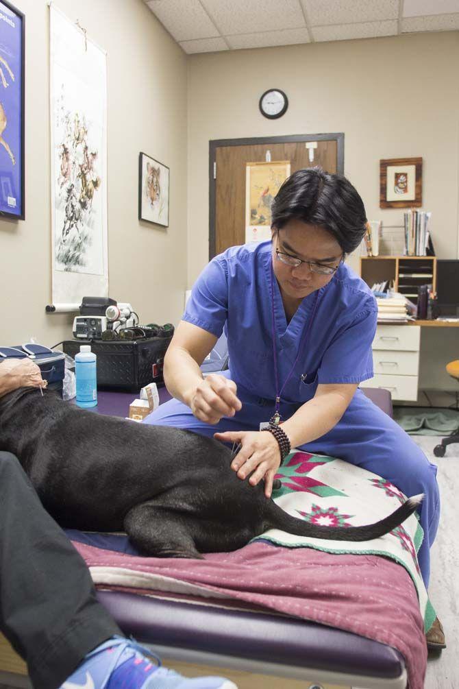 LSU School of Veterinary Medicine builds up integrative medicine program with acupuncture treatments