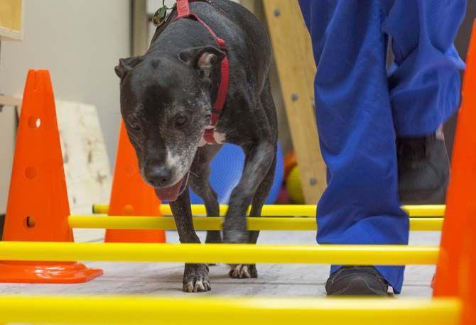 LSU School of Veterinary Medicine builds up integrative medicine program with acupuncture treatments