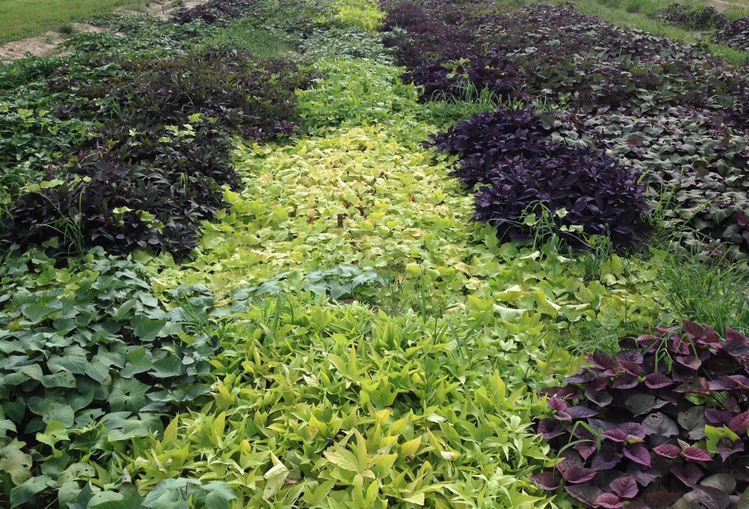 Horticulture senior crossbreeds new sweet potato variety