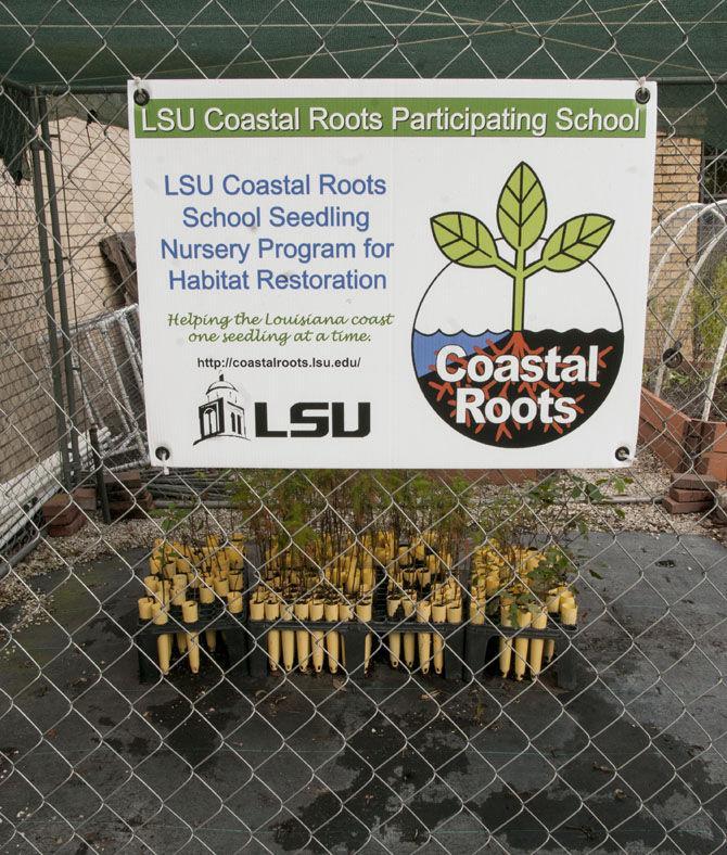 LSU Coastal Roots program celebrates 15 years by expanding international program