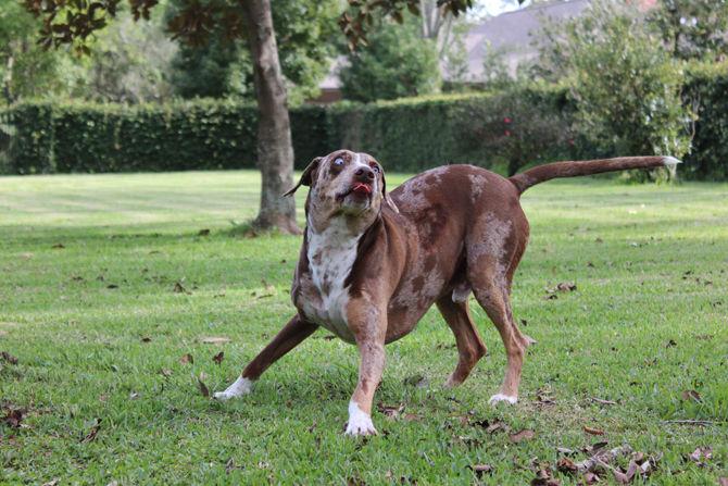 Local company helps Louisiana ecosystem with dog treats