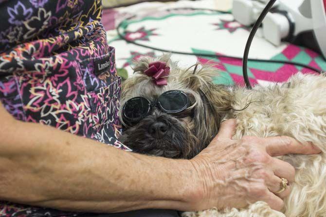 LSU School of Veterinary Medicine builds up integrative medicine program with acupuncture treatments