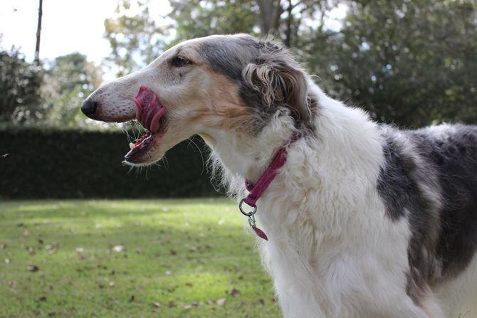 Local company helps Louisiana ecosystem with dog treats