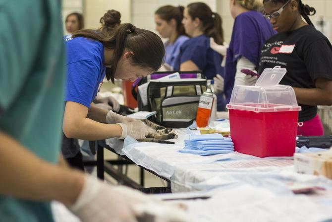 Cat Haven partners with LSU Vet School for annual Spay Day