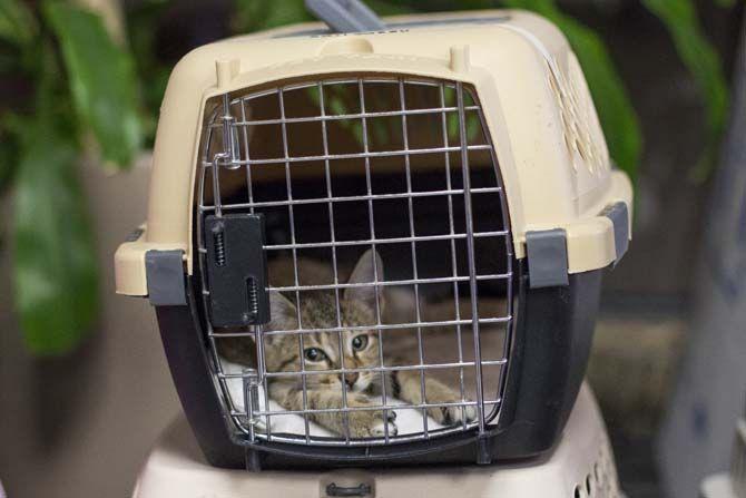 Cat Haven Adoption Center takes in public cats for discounted spay and neutering on Sunday, November 22, 2015, at LSU School of Veterinary Medicine.