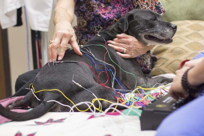 LSU School of Veterinary Medicine builds up integrative medicine program with acupuncture treatments