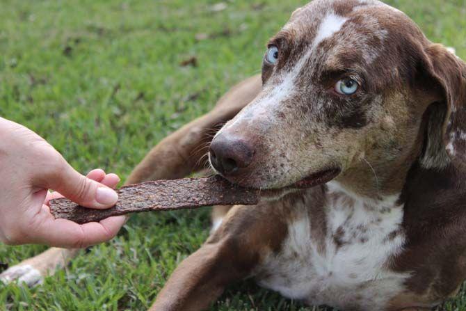 Local company helps Louisiana ecosystem with dog treats