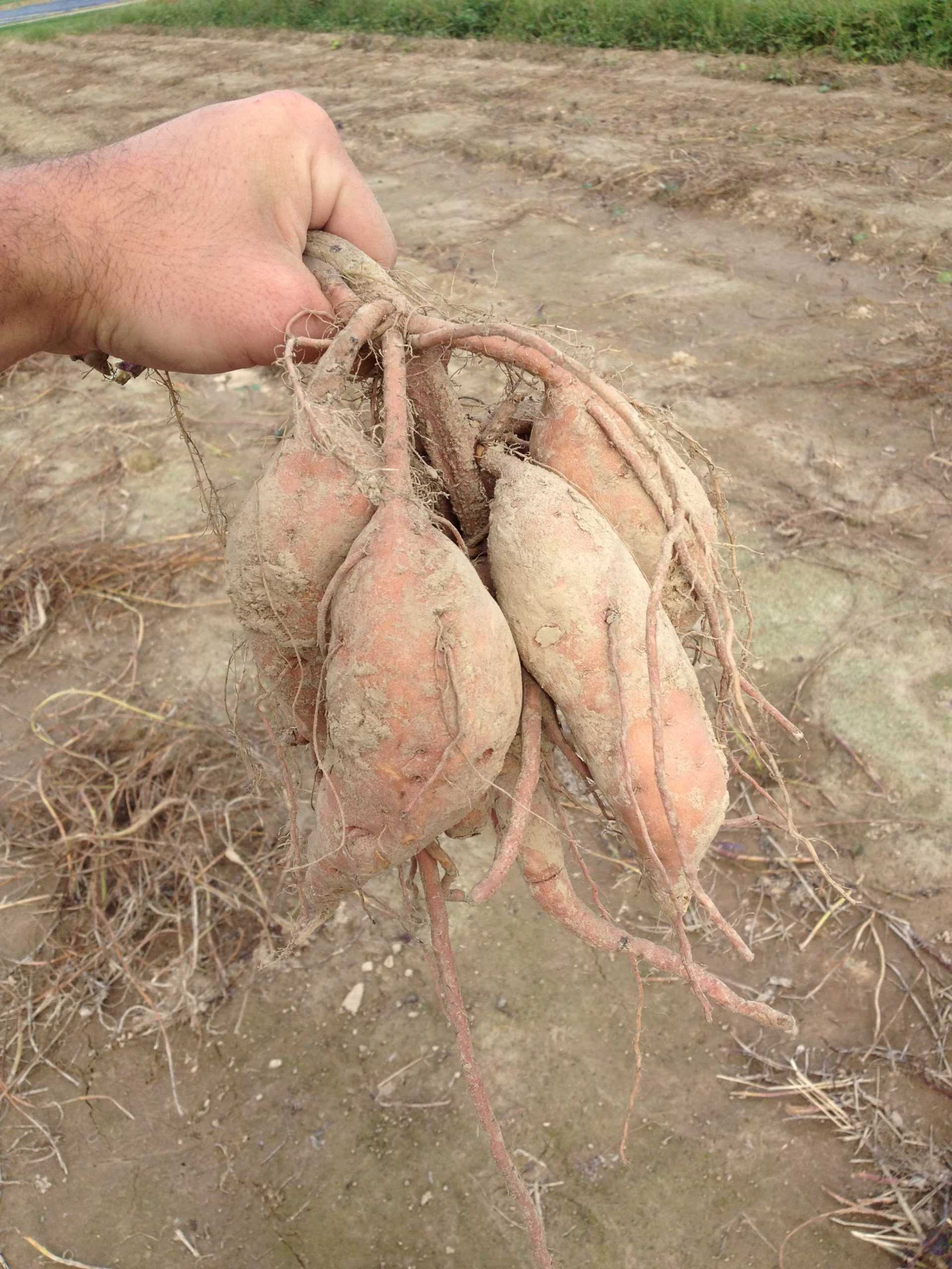 Horticulture senior crossbreeds new sweet potato variety