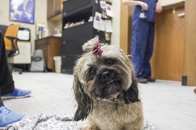 LSU School of Veterinary Medicine builds up integrative medicine program with acupuncture treatments