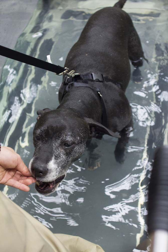 LSU School of Veterinary Medicine builds up integrative medicine program with acupuncture treatments