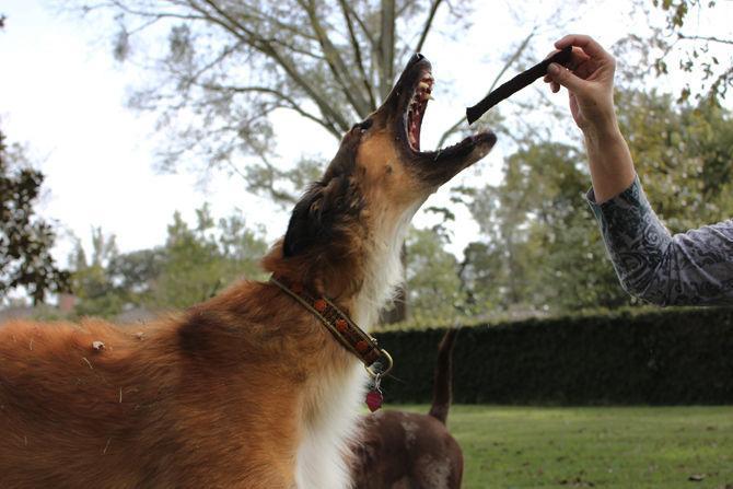 Local company helps Louisiana ecosystem with dog treats