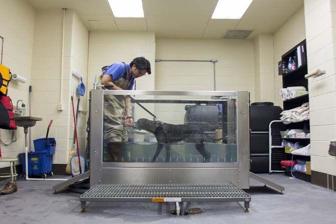 LSU School of Veterinary Medicine builds up integrative medicine program with acupuncture treatments