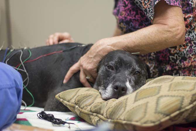 LSU School of Veterinary Medicine builds up integrative medicine program with acupuncture treatments